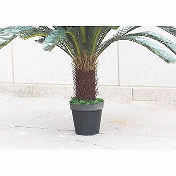 ソテツ100センチ ソテツ100センチ